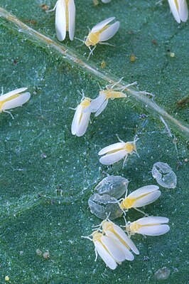 Bemisia argentifolii