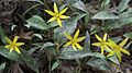 Erythronium rostratum