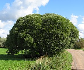 Ива ломкая