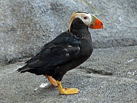 Tufted Puffin RWD1.jpg