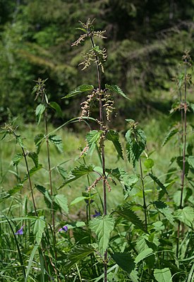 Крапива двудомная (Urtica dioica)