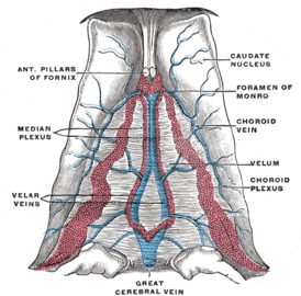 Velum interpositum. (Внутренние мозговые вены отмечены как велярные вены)