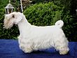 SealyhamTerrier01.jpg