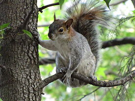 Ardilla gris mexicana.JPG