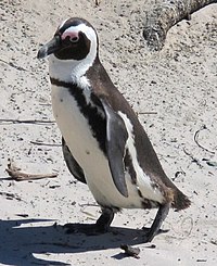 Brillenpinguin01.jpg