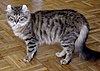 American curl 2.jpg