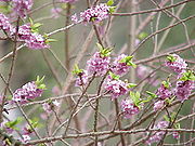 Daphne mezereum0.jpg