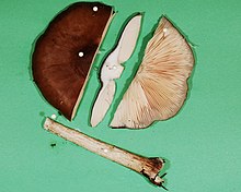 Pluteus cervinus disection.jpg