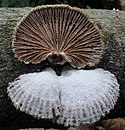 Schizophyllum commune (302871).jpg