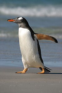 3045-saunders-gentoo RJ.jpg