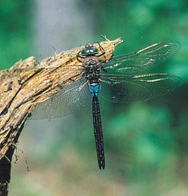 Anax parthenope