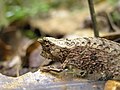 Brookesia sp.