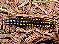 Harpaphe haydeniana (Eurydesmidae)