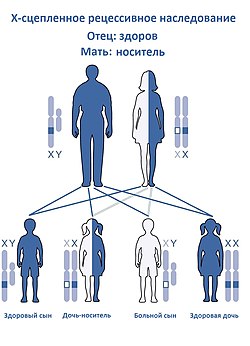 X-linked Recessive Inheritance-Ru(F).jpg