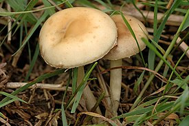 Agrocybe.praecox4.-.lindsey.jpg