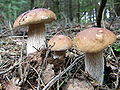 Boletus edulis1.jpg