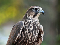 Saker Falcon RWD1.jpg