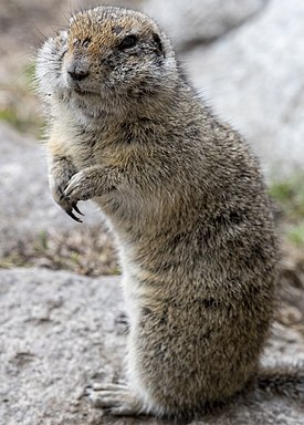 Spermophilus caucasian.jpg