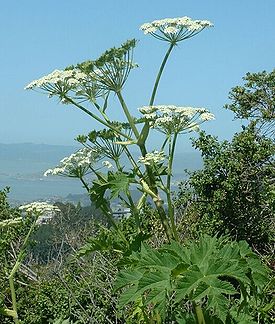 Heracleum lanatum