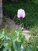 Papaver somniferum (1).jpg