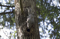 Pteromys volans.jpg