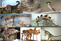 Various dinosaurs 4.jpg