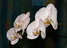 P1060342 Phalaenopsis aphrodite.JPG