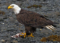 2010-bald-eagle-kodiak.jpg