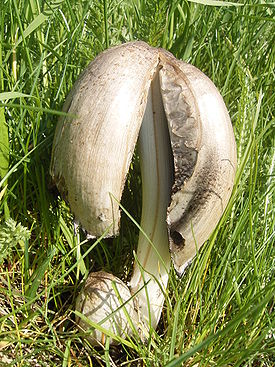 Coprinus atramentarius3.jpg