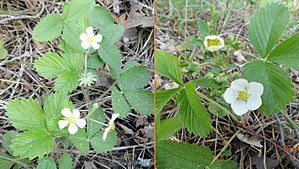 Flowers-left-Fragaria vesca,right-Fragaria viridis.jpg