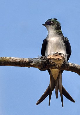 Grey Rumped Treeswift.jpg