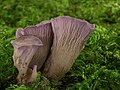 Gomphus clavatus best.jpg