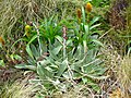 Впереди Pleurophyllum hookeri, сзади Bulbinella rossii