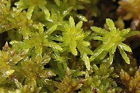 Sphagnum.flexuosum.jpg