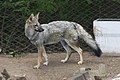 Zoo América-2874f-Urocyon cinereoargenteus.jpg