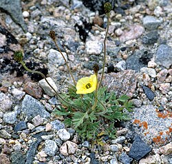 Papaver radicatum 1997-08-05.jpg