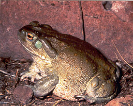 Bufo alvarius1.jpg