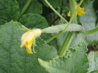 Cucumis sativus01.jpg