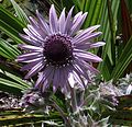 Berkheya purpurea