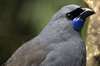 Kokako.jpg