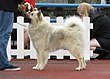 Eurasier in Tallinn.JPG