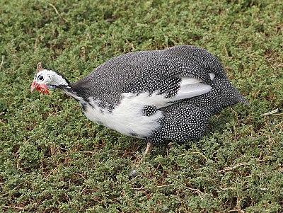 Guinea fowl.jpg