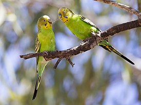 Budgerigar 1 (20123571788).jpg