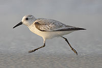 Calidris-alba-001.jpg