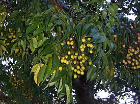 Melia azedarach fruits.JPG