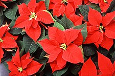 Poinsettia 2.jpg