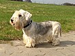 Cesky-terrier-144741 640.jpg