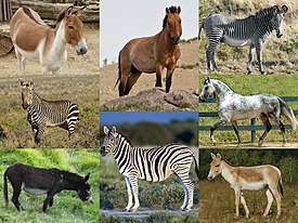 Equus species.jpg