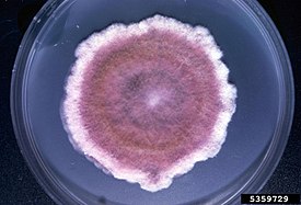 Fusarium poae.jpg