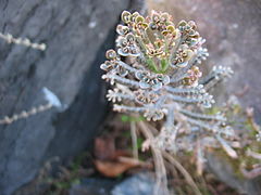 Kalanchoe delagoensis (Plantlets).jpg